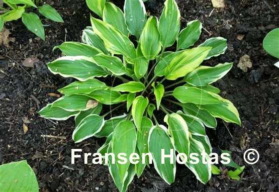 Hosta Lady Luck